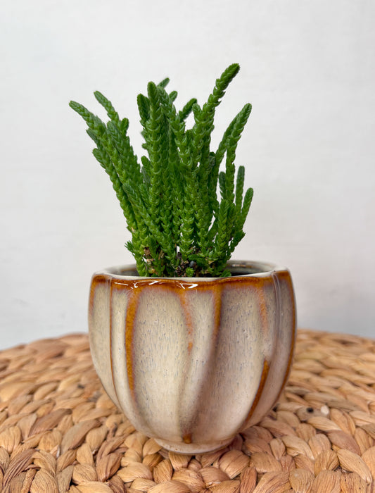 Dekoratīvais puķu pods kakao