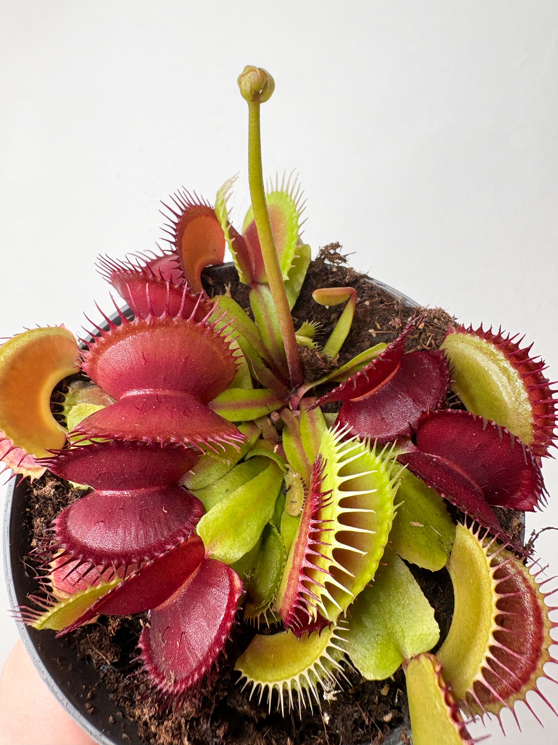 Dionaea Muscipula mušu slazds podā