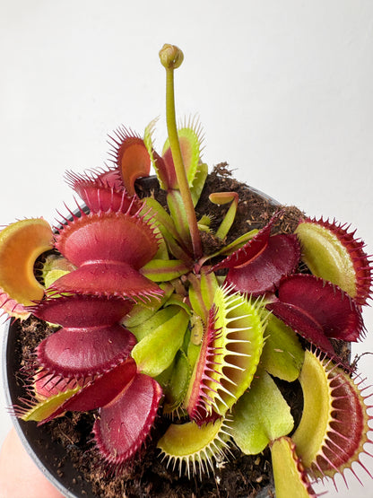 Dionaea Muscipula mušu slazds podā