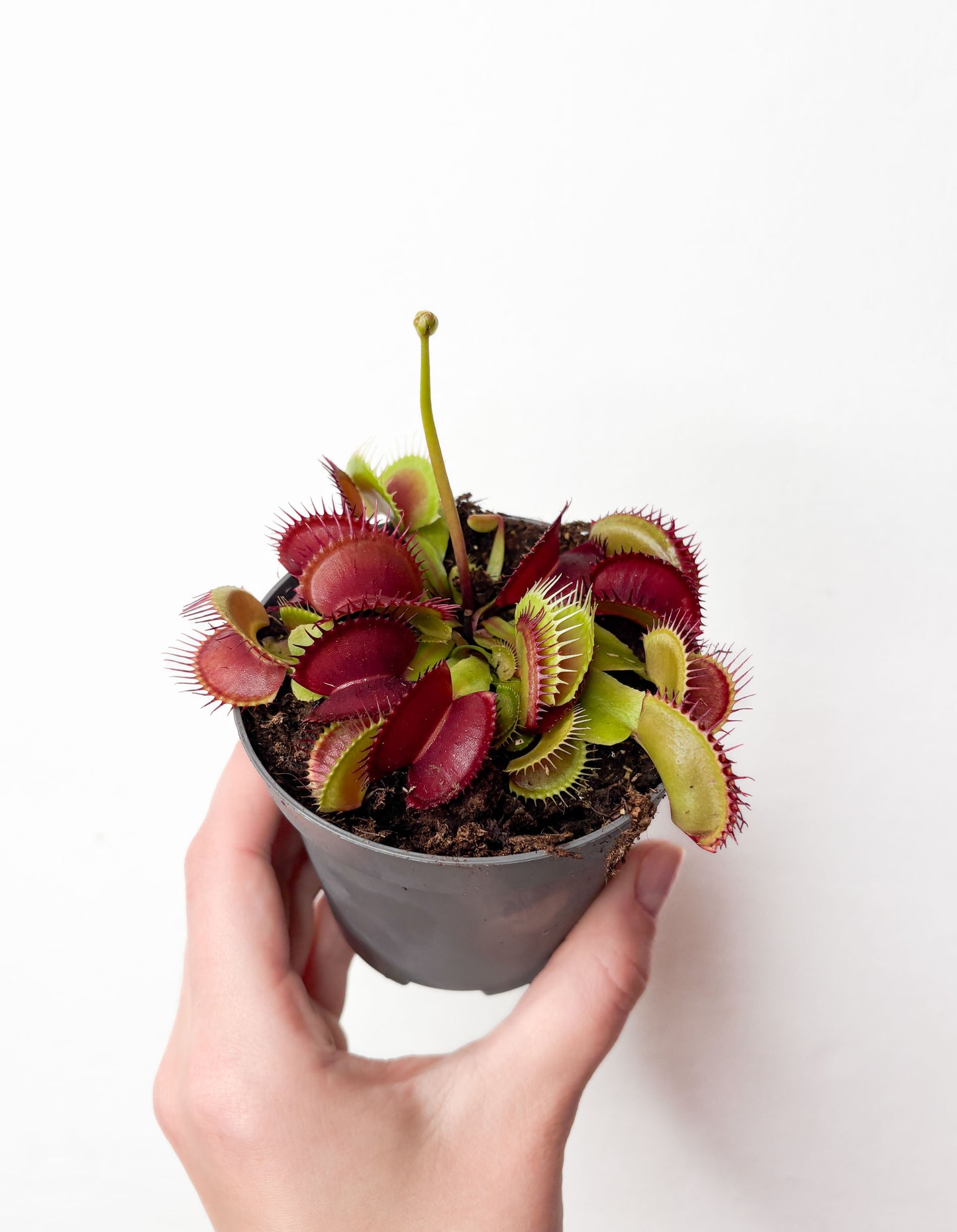 Dionaea Muscipula mušu slazds podā