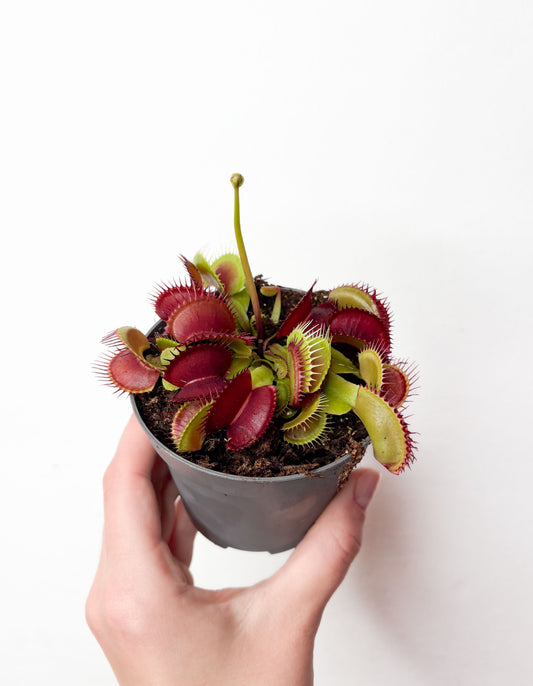 Dionaea Muscipula mušu slazds podā