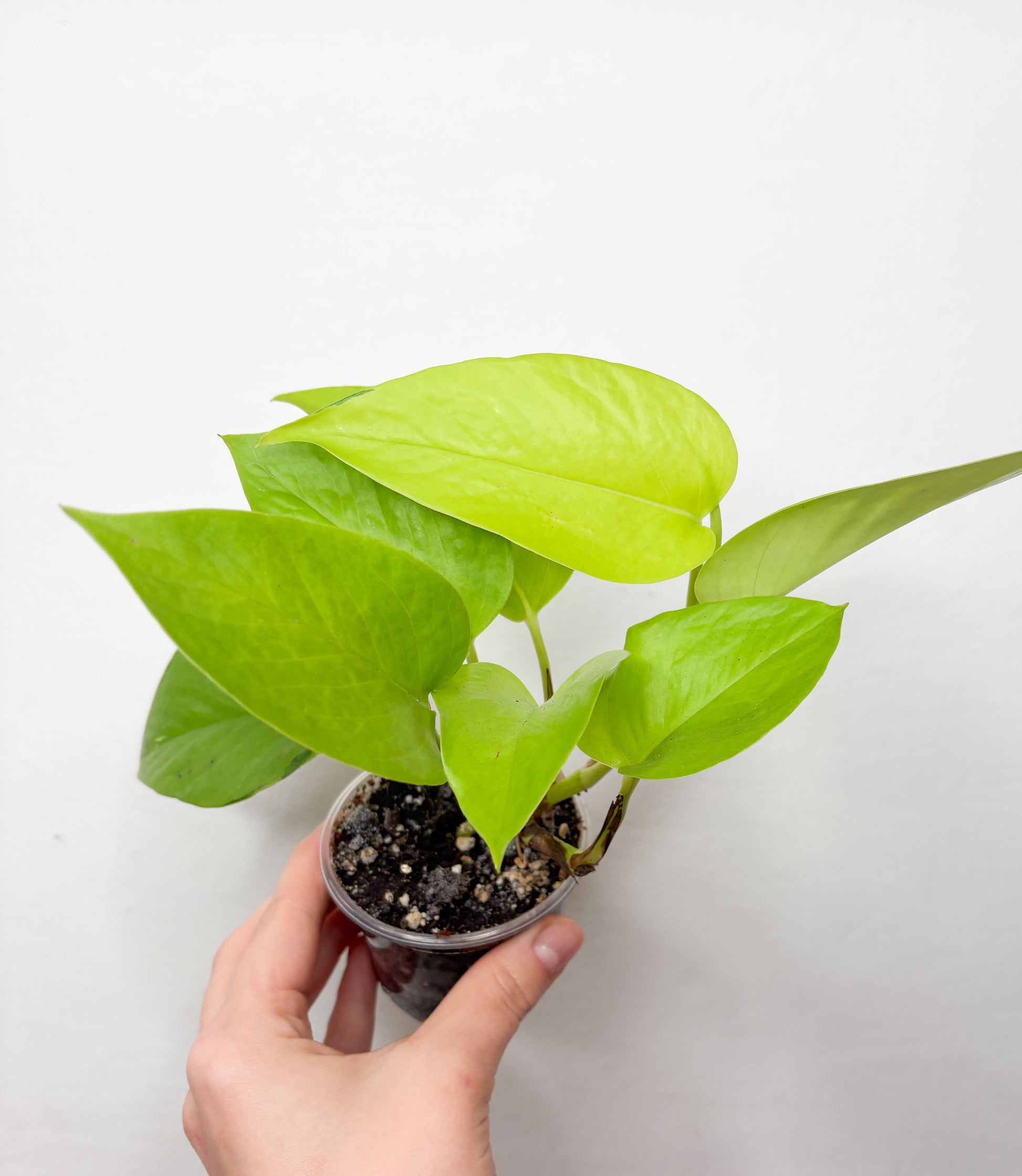 Neon Pothos epipremnums ar koši zaļām lapām podā