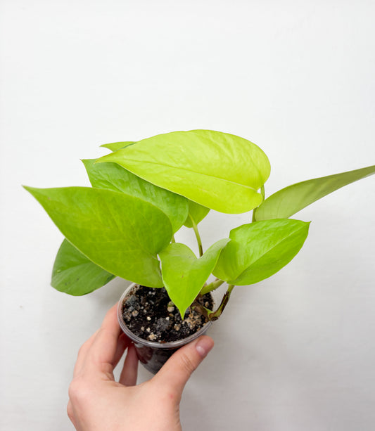 Neon Pothos epipremnums ar koši zaļām lapām podā