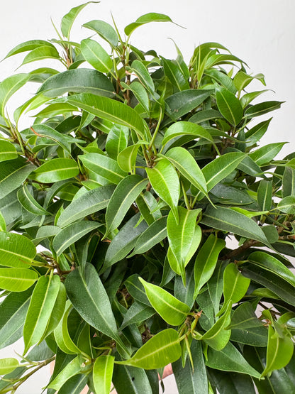 Ficus Benjamina Natasha telpaugs podā