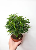 Ficus Benjamina Natasha telpaugs podā