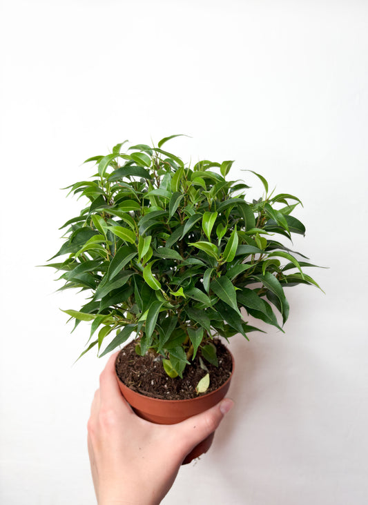 Ficus Benjamina Natasha telpaugs podā