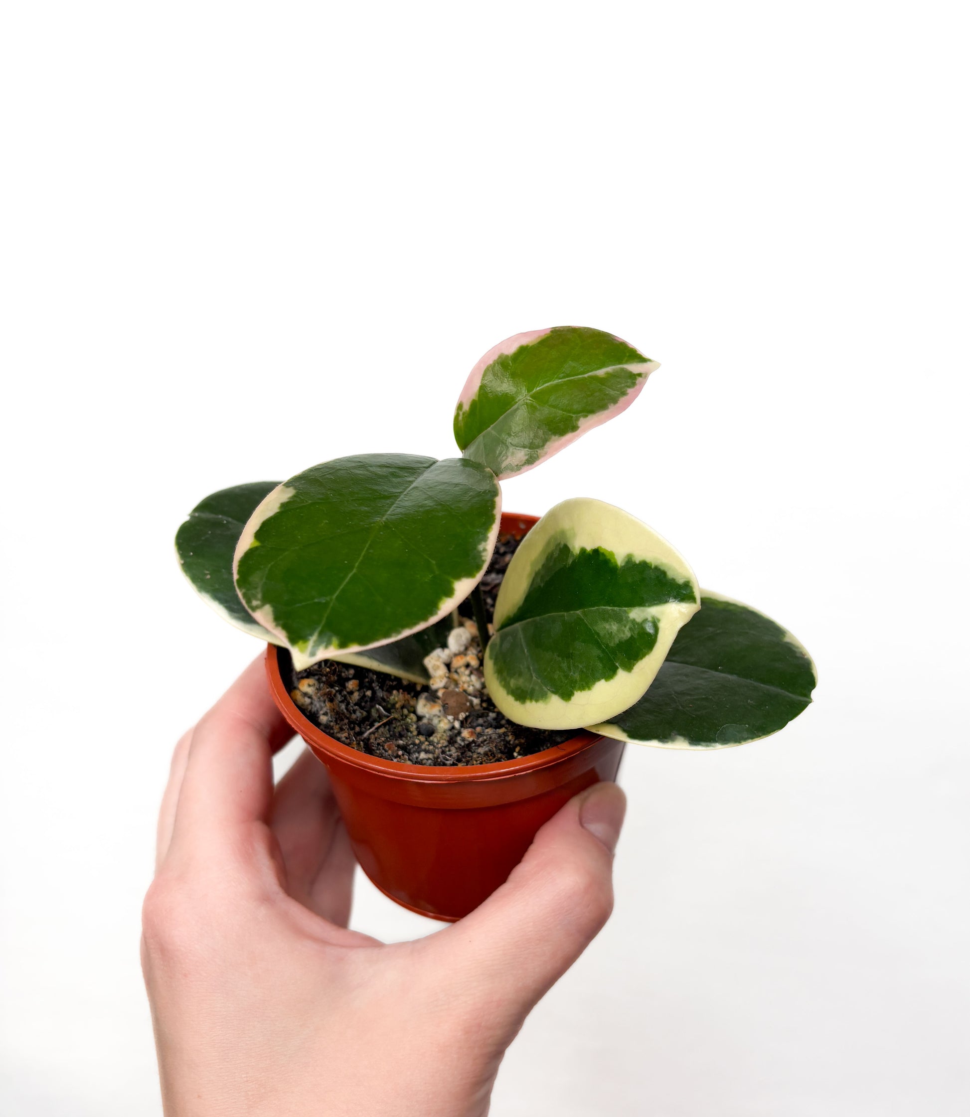 Hoya Australis Blondie augs podā