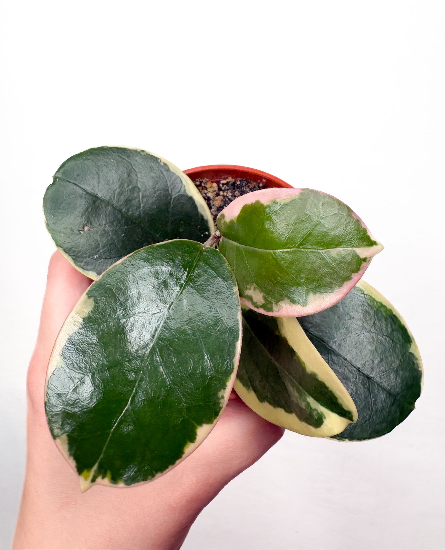 Hoya Australis Blondie telpaugs podā