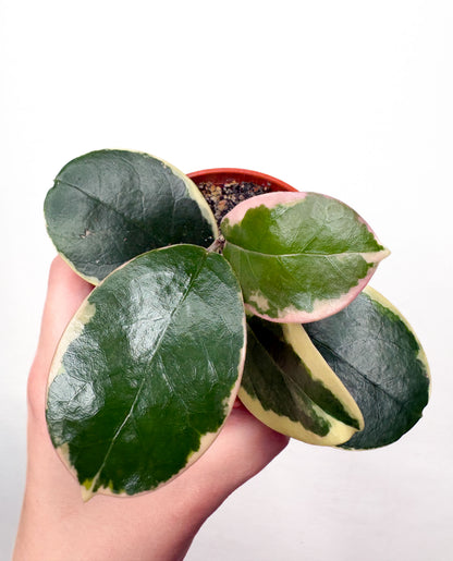 Hoya Australis Blondie telpaugs podā