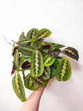 Maranta Tricolor telpaugs podā