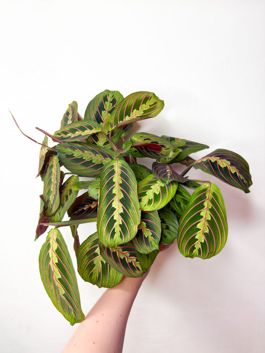 Maranta Tricolor telpaugs podā