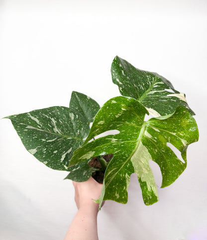 Monstera Thai Constellation raibs telpaugs podā