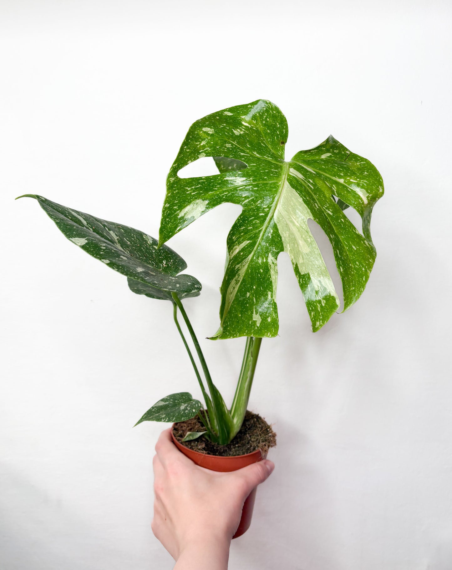 Monstera Thai Constellation raibs telpaugs podā