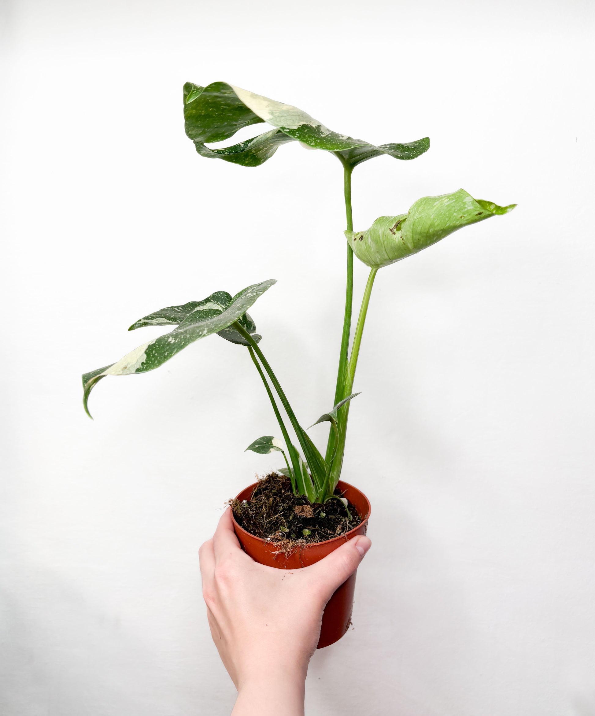 Monstera Thai Constellation raibs telpaugs podā