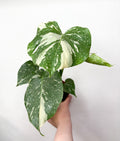 Monstera Thai Constellation ar krēmkrāsas raibumu lapās podā