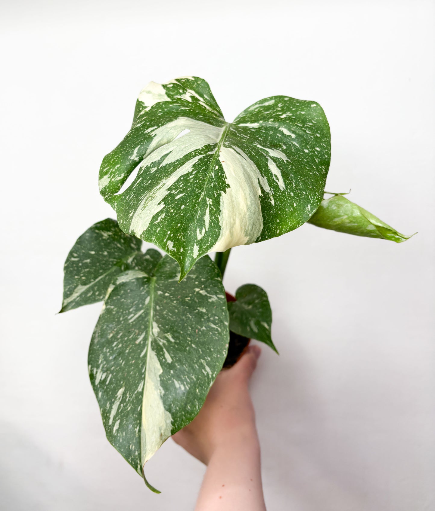 Monstera Thai Constellation ar krēmkrāsas raibumu lapās podā