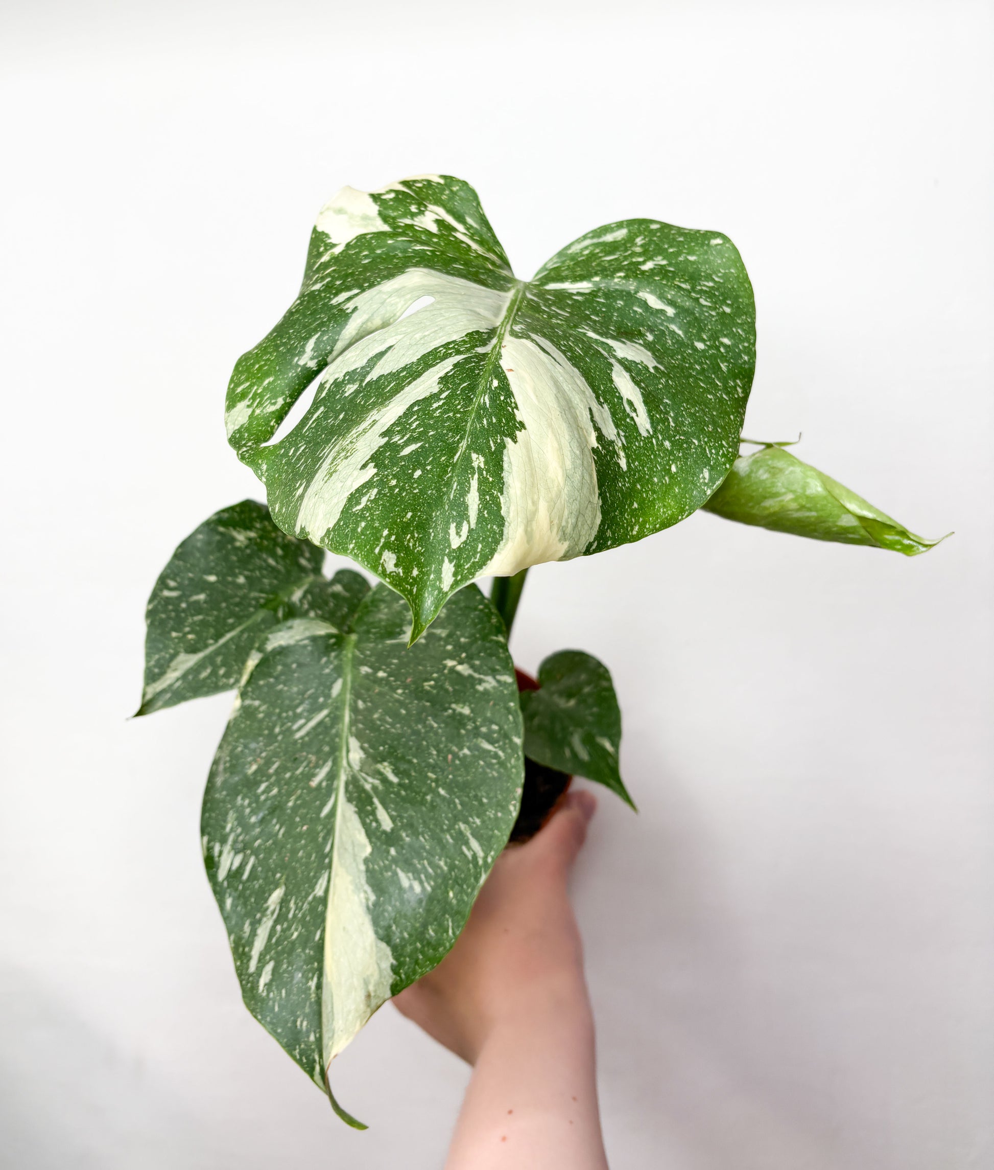 Monstera Thai Constellation ar krēmkrāsas raibumu lapās podā