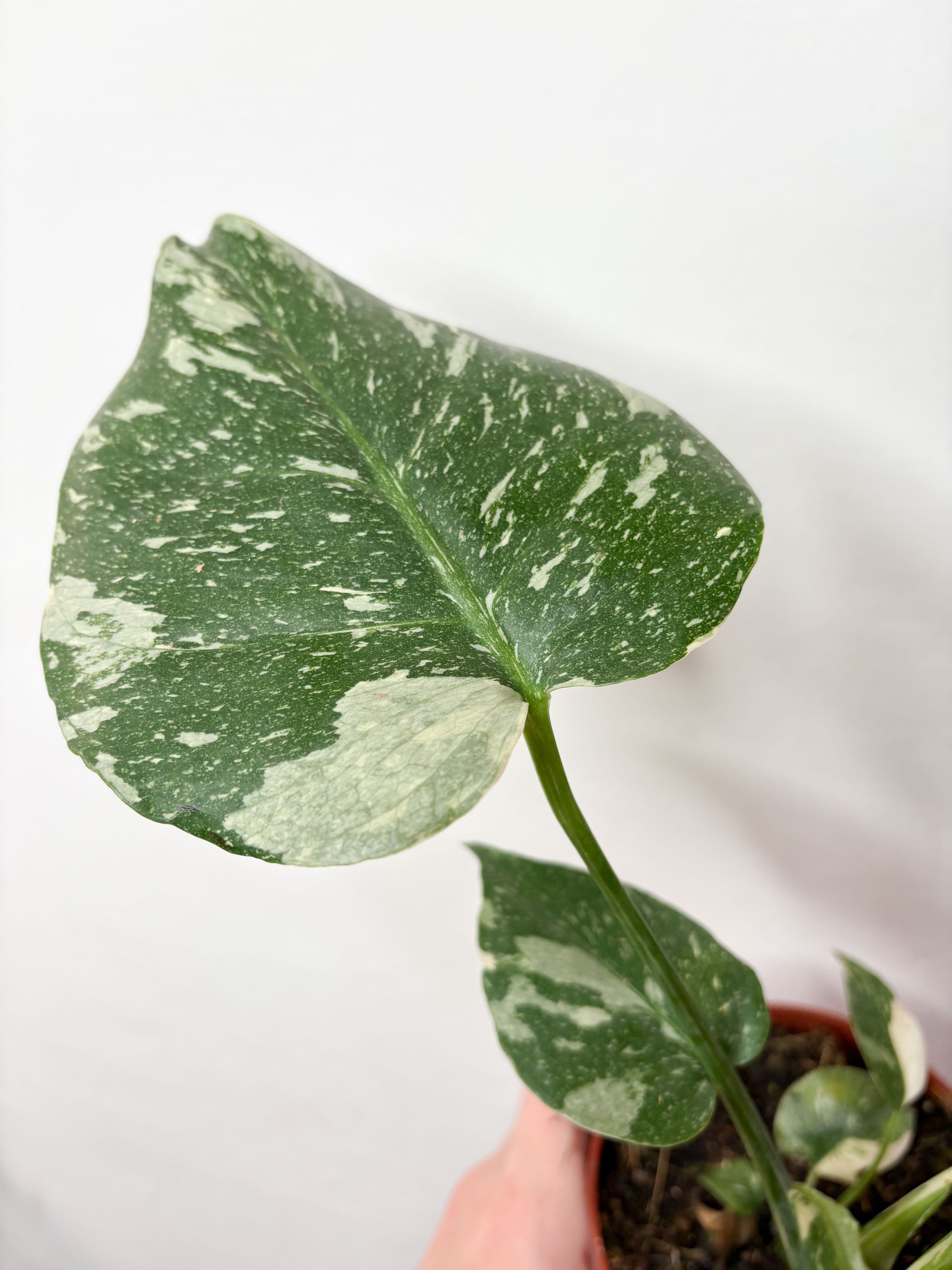 Monstera Thai Constellation ar krēmkrāsas raibumu lapās podā