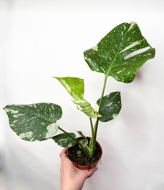 Monstera Thai Constellation raibs telpaugs podā