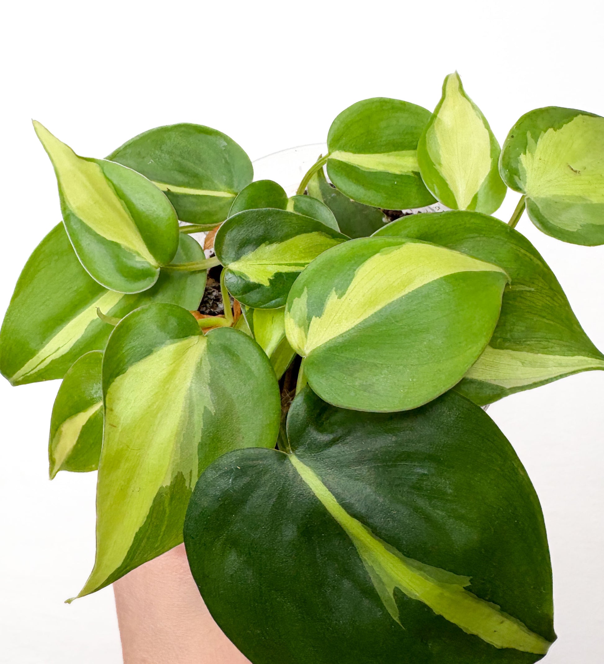 Philodendron Brasil ar zaļi dzeltenām lapām podā