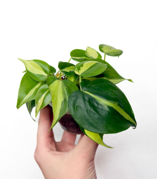 Philodendron Brasil ar zaļi dzeltenām lapām podā