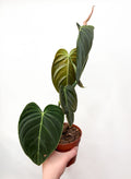 Philodendron Melanochrysum telpaugs podā