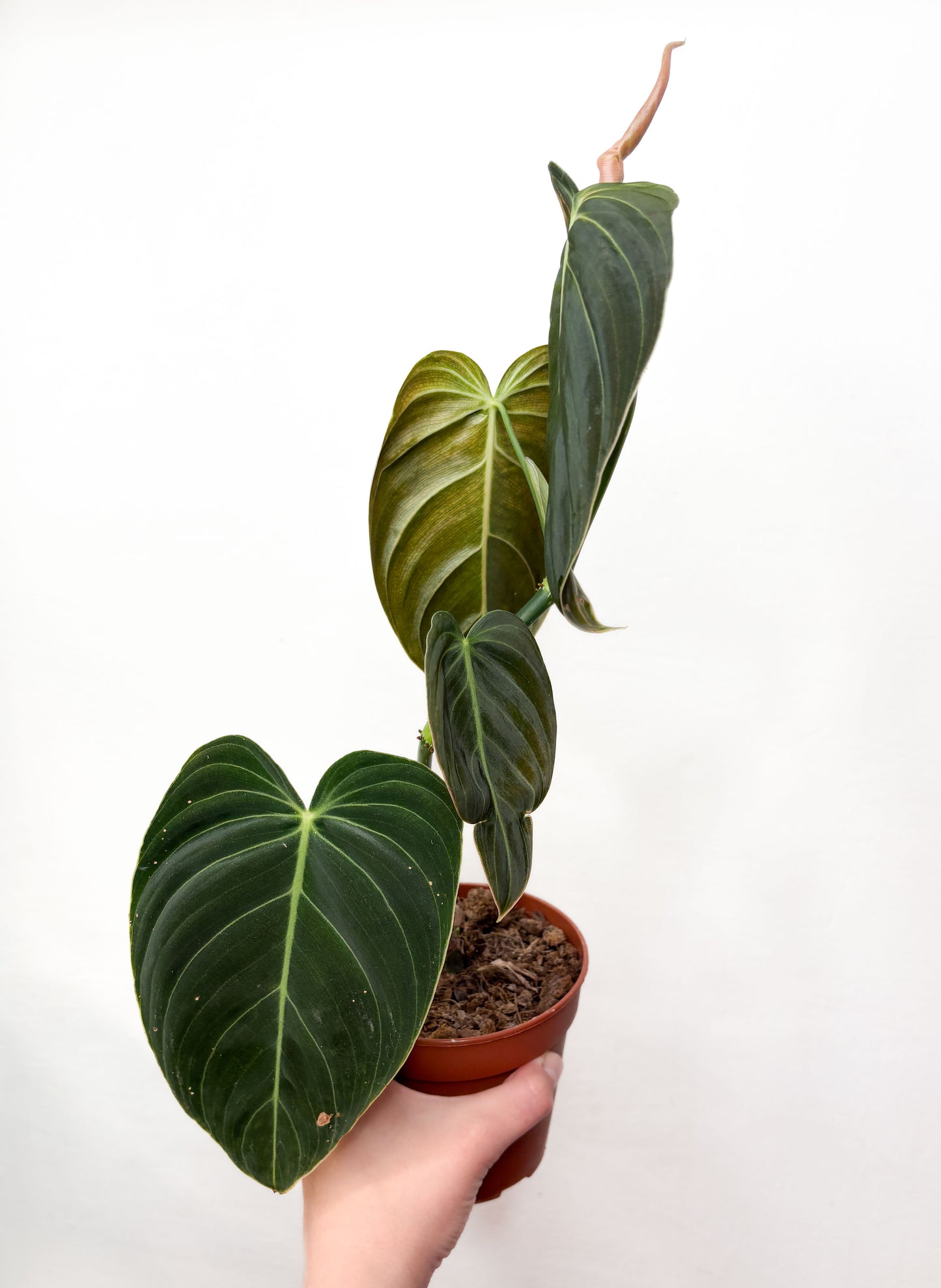 Philodendron Melanochrysum telpaugs podā