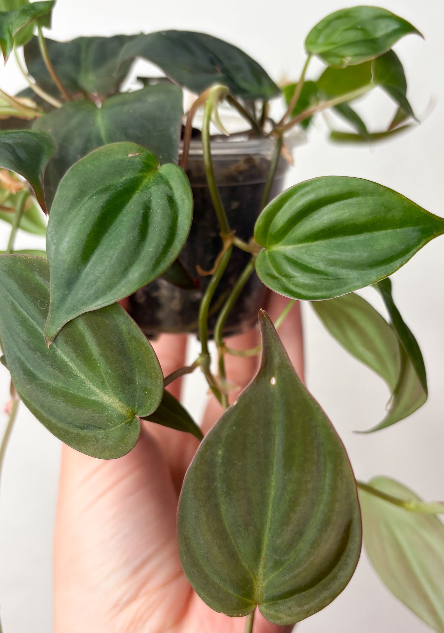Philodendron Micans telpaugs podā