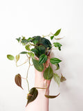 Philodendron Micans telpaugs podā