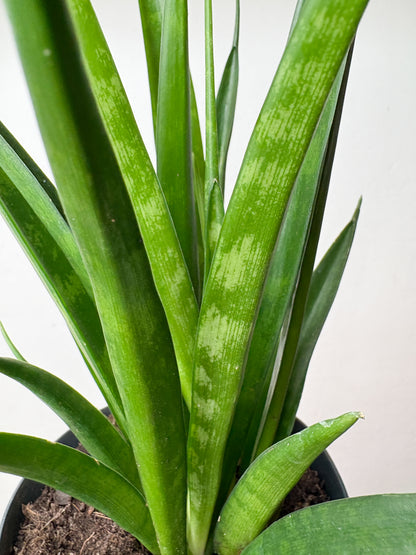 Sansevieria Kirkii Friends telpaugs podā
