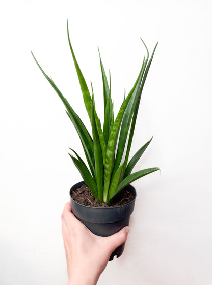 Sansevieria Kirkii Friends telpaugs podā