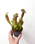 sarracenia-plesigais-augs