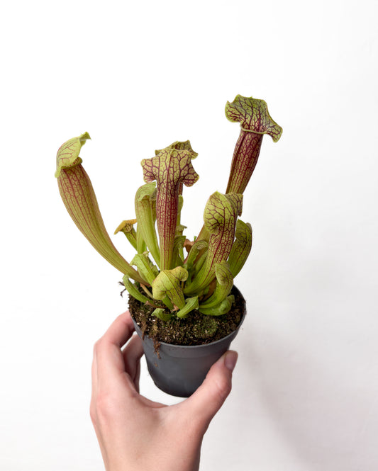 sarracenia-plesigais-augs