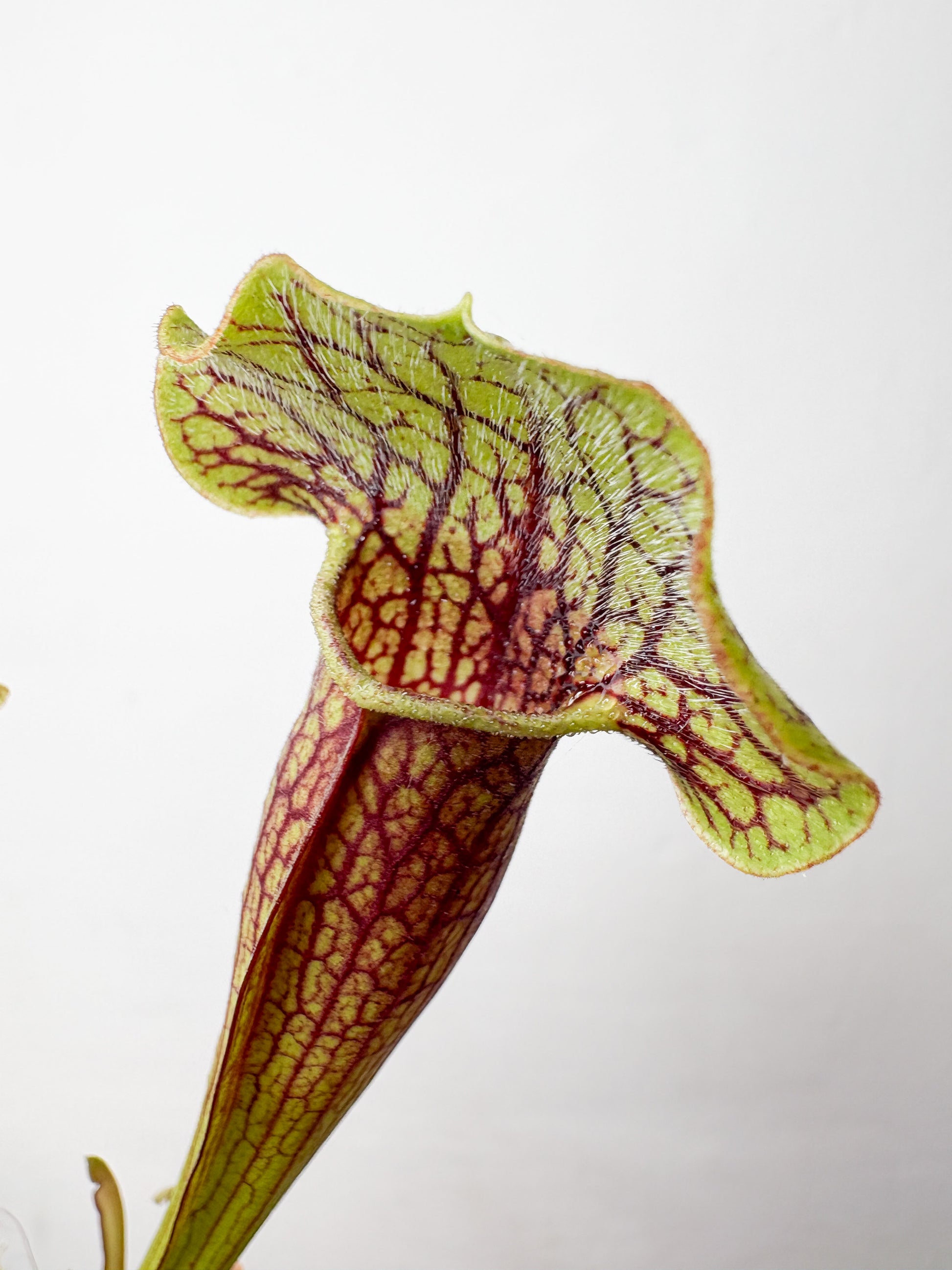 sarracenia-plesigais-augs-