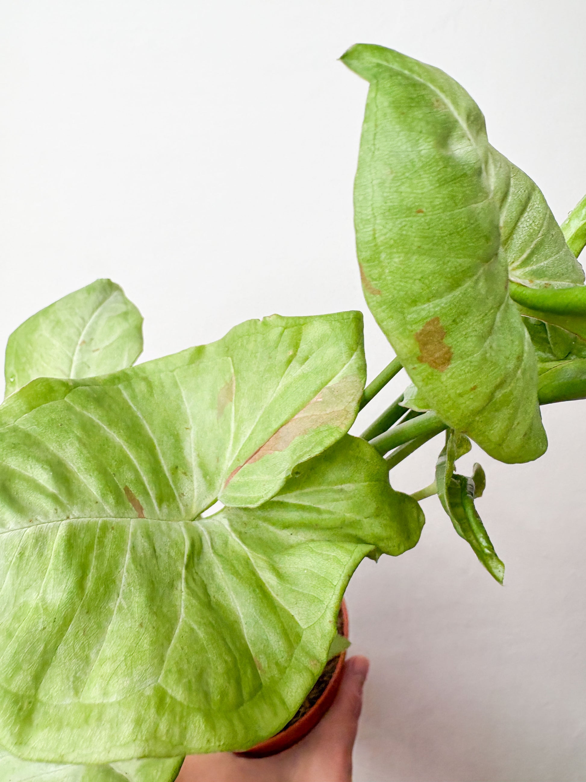 Syngonium Podophyllum telpaugs podā