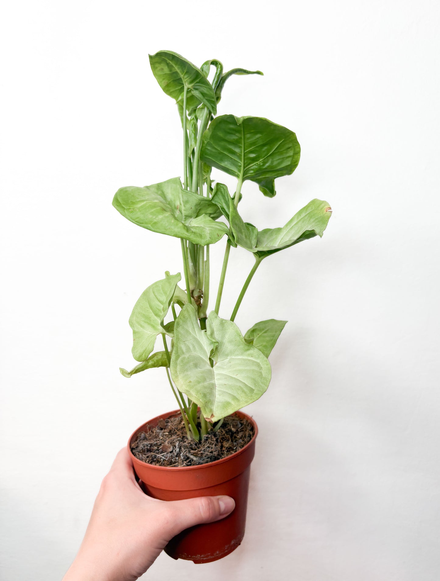 Syngonium Podophyllum telpaugs podā