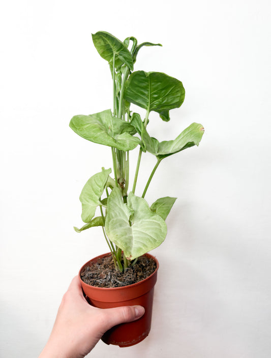 Syngonium Podophyllum telpaugs podā