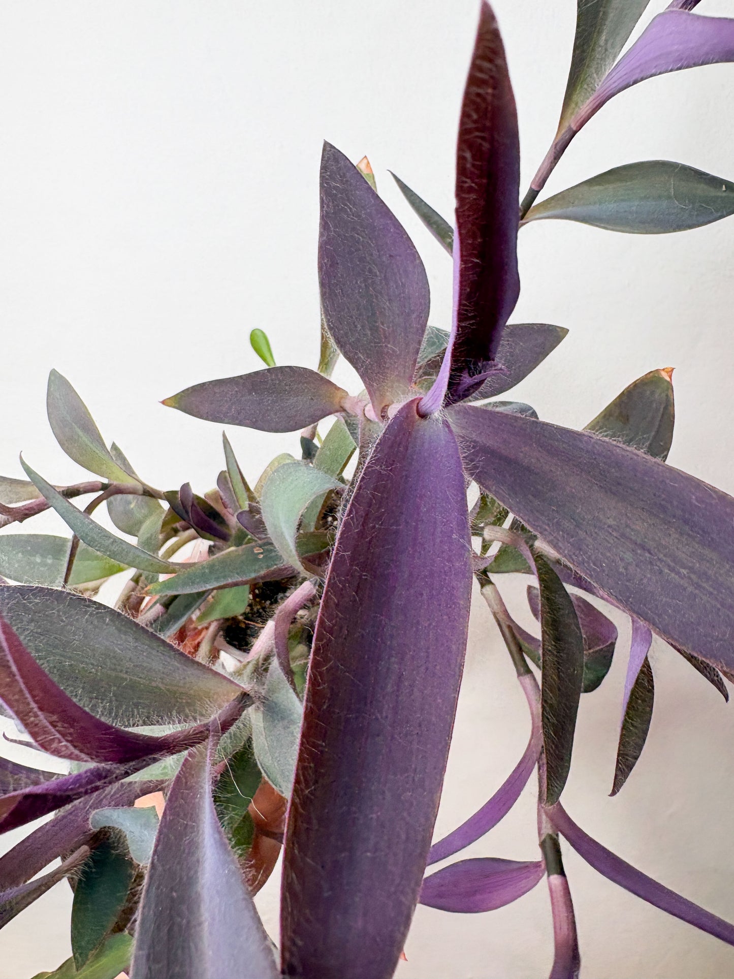 Tradescantia Pallida telpaugs podā