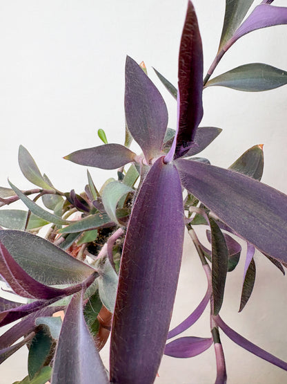 Tradescantia Pallida telpaugs podā