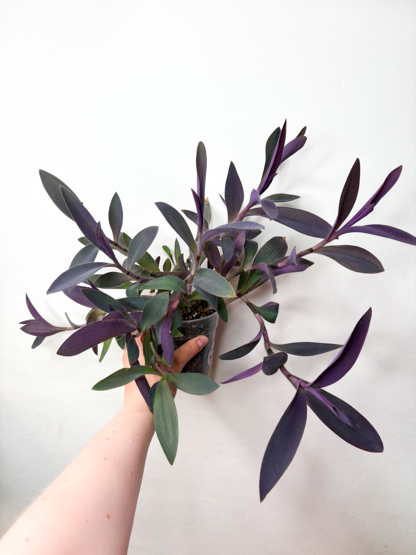 Tradescantia Pallida ar violetām lapām podā